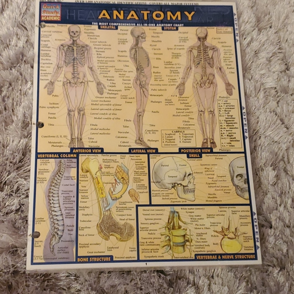 Anatomy quick study guide